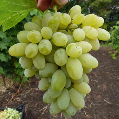 Cаджанці винограду Нептун (черенкований) - 1-річний Чернівці