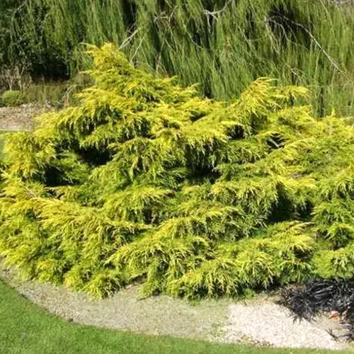 Саженцы можжевельника Ауреа (черенкованный) - 3-летний Черновцы - изображение 1