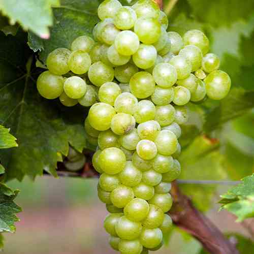 Cаджанці винограду Мускат Білий (черенкований) - 1-річний Чернівці