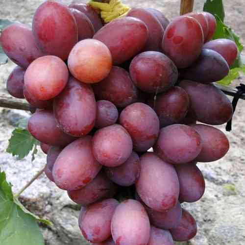 Саженцы винограда Фаэтон (черенкованный) - 1-летний Черновцы