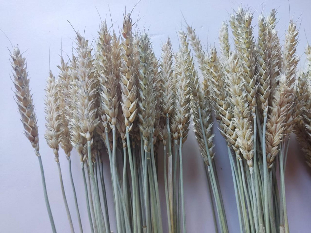 Колоски безостої пшениці 11-15 см Днепр - изображение 4