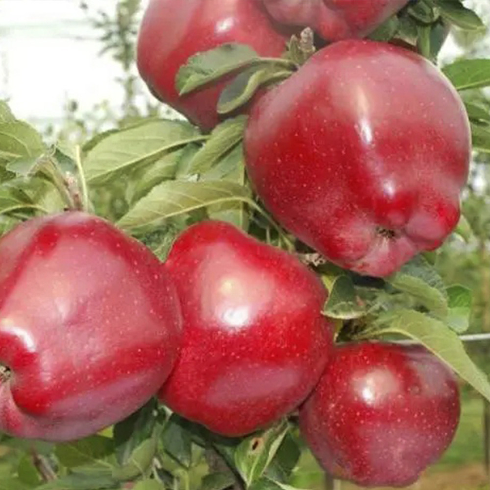 Саженцы яблони Ред Чиф (привитый) - 2-летний Черновцы - изображение 2