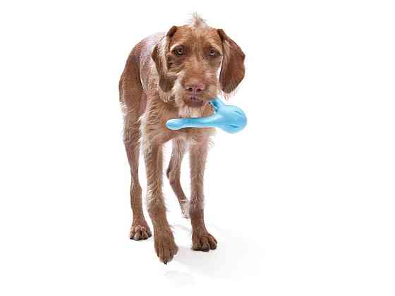 West Paw Tizzi Dog Toy (Вест Пав Тиззи) игрушка для собак с отверстием для лакомств Запорожье