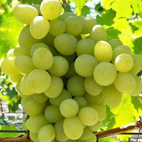 Cаджанці винограду Принцеса (черенкований) - 2-річний Чернівці