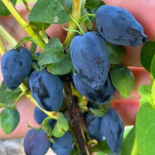 Саджанці жимолості Серце Гіганта (черенкований) - 2-річний Чернівці