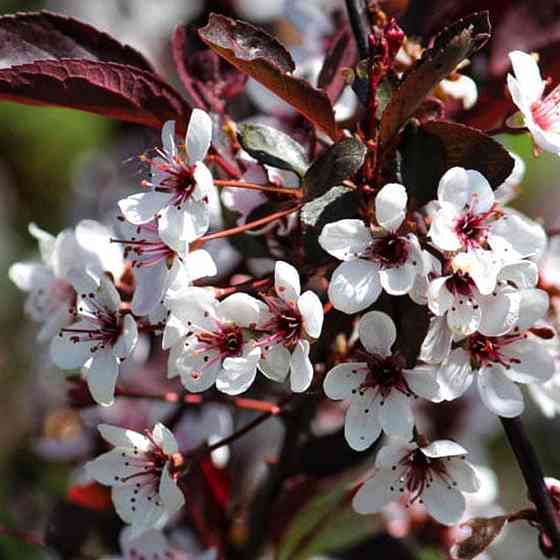 Саджанці сливи Пісарді (привитий) - 1-річний Чернівці