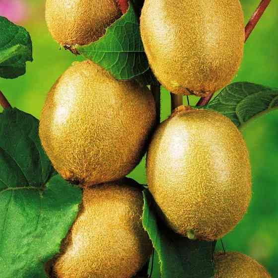 Саженцы киви Соло (черенкованный) - 3-летний Черновцы