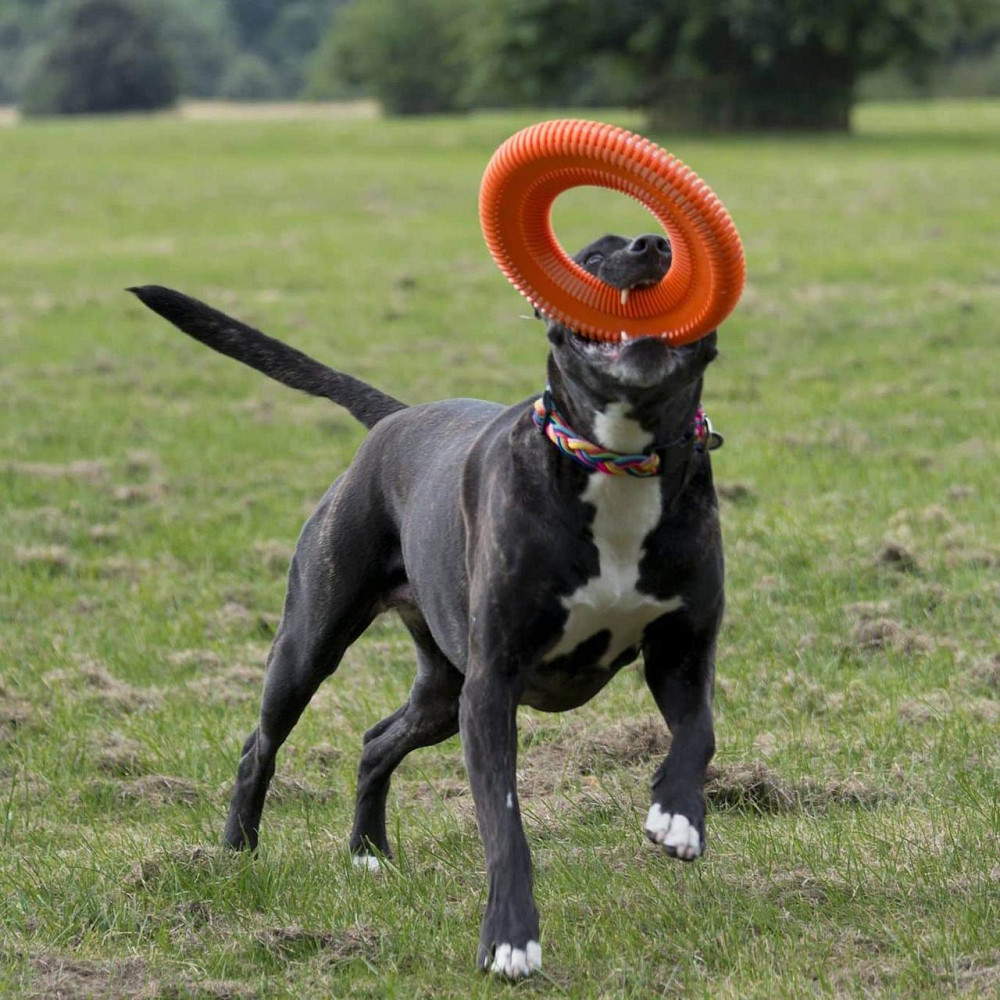 Летающий диск Chuckit! Rugged Flyer игрушка для больших собак, размер S Винница - изображение 5