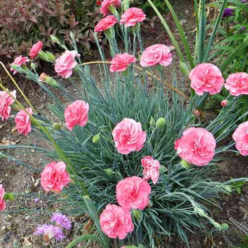 Саженцы гвоздики Шабо Розовая (черенкованный) - 2-летний Черновцы