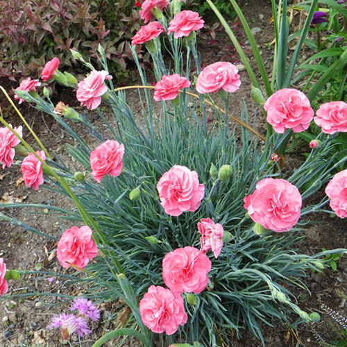 Саджанці гвоздики Шабо Рожева (черенкований) - 2-річний Чернівці - фото 1