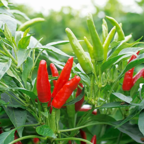 Перець гострий Хай Флай F1 10шт Професійне насіння Житомир - фото 3