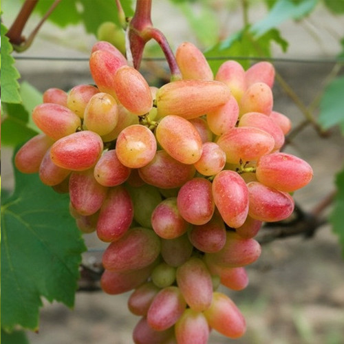 Cаджанці винограду Дніпровська Рів'єра (черенкований) - 2-річний Чернівці - фото 1