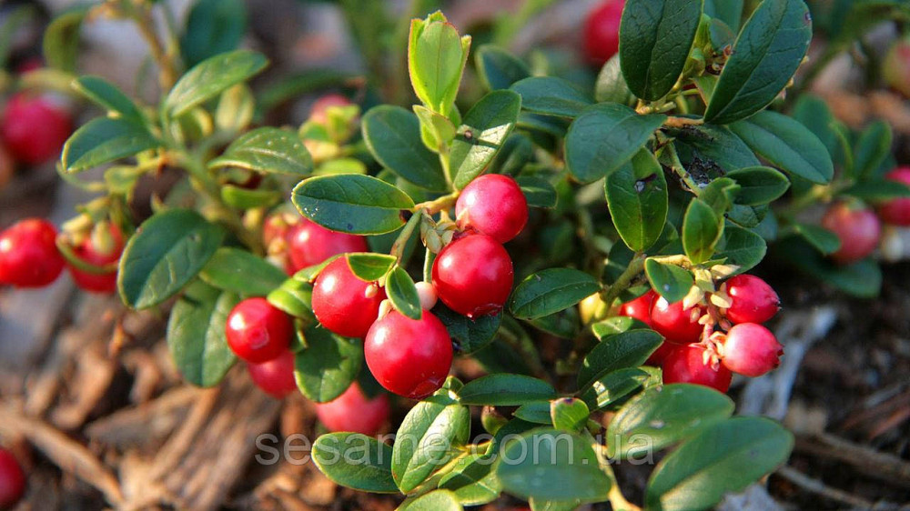 Брусника листья (пак/50 грамм) Харьков - изображение 2