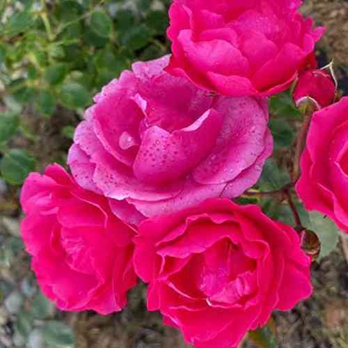 Саджанці троянд Дівочі Мрії (привитий) - 2-річний Чернівці