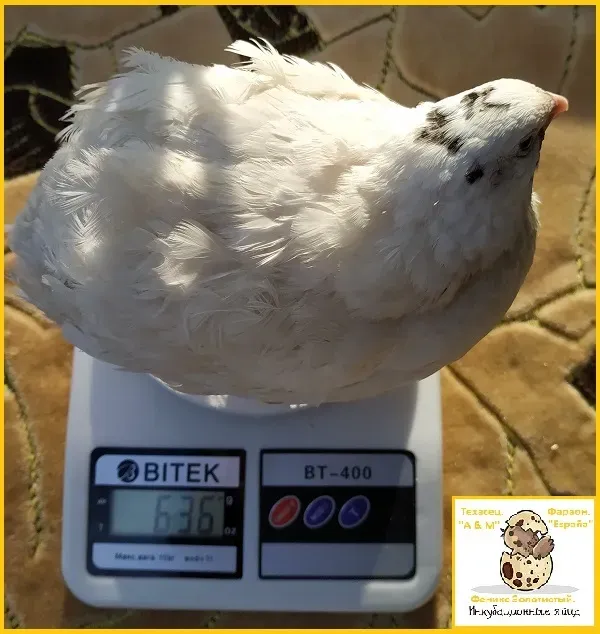 Яйця інкубаційні перепела Білий Техасець - супер бройлер (Usa). Одеса - фото 1