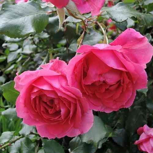 Саджанці троянд Клаймінг Парад (привитий) - 2-річний Чернівці