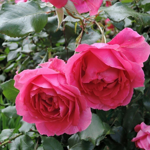 Саджанці троянд Клаймінг Парад (привитий) - 2-річний Чернівці - фото 1