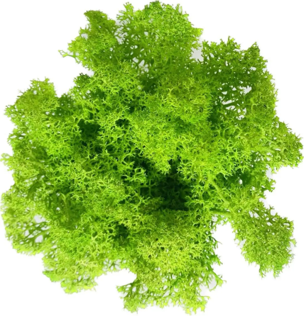 Кашпо горщик зі стабілізованим мохом Грут Groot G3 Київ