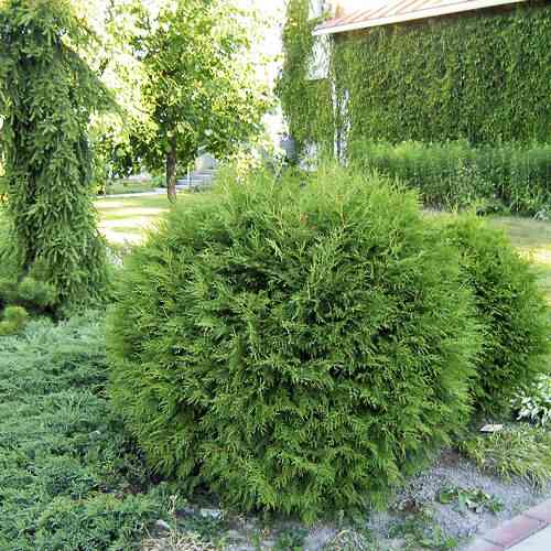 Саджанці туї Глаука Чернівці