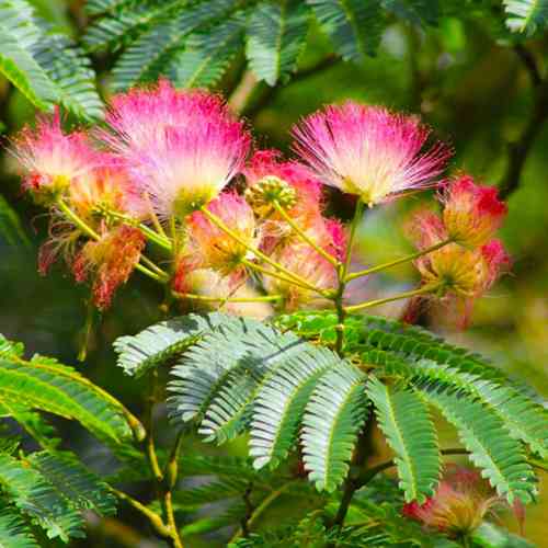 Саджанці Альбіції - 1-річний Чернівці