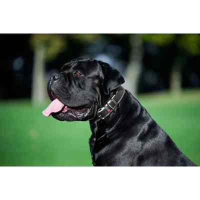 Ошейник для животных WAUDOG Soft с QR паспортом M Ш 25 мм Д 38-49 см черный (7202) Винница