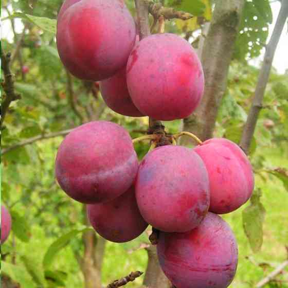 Саджанці сливи Ювілеум (привитий) - 1-річний Чернівці