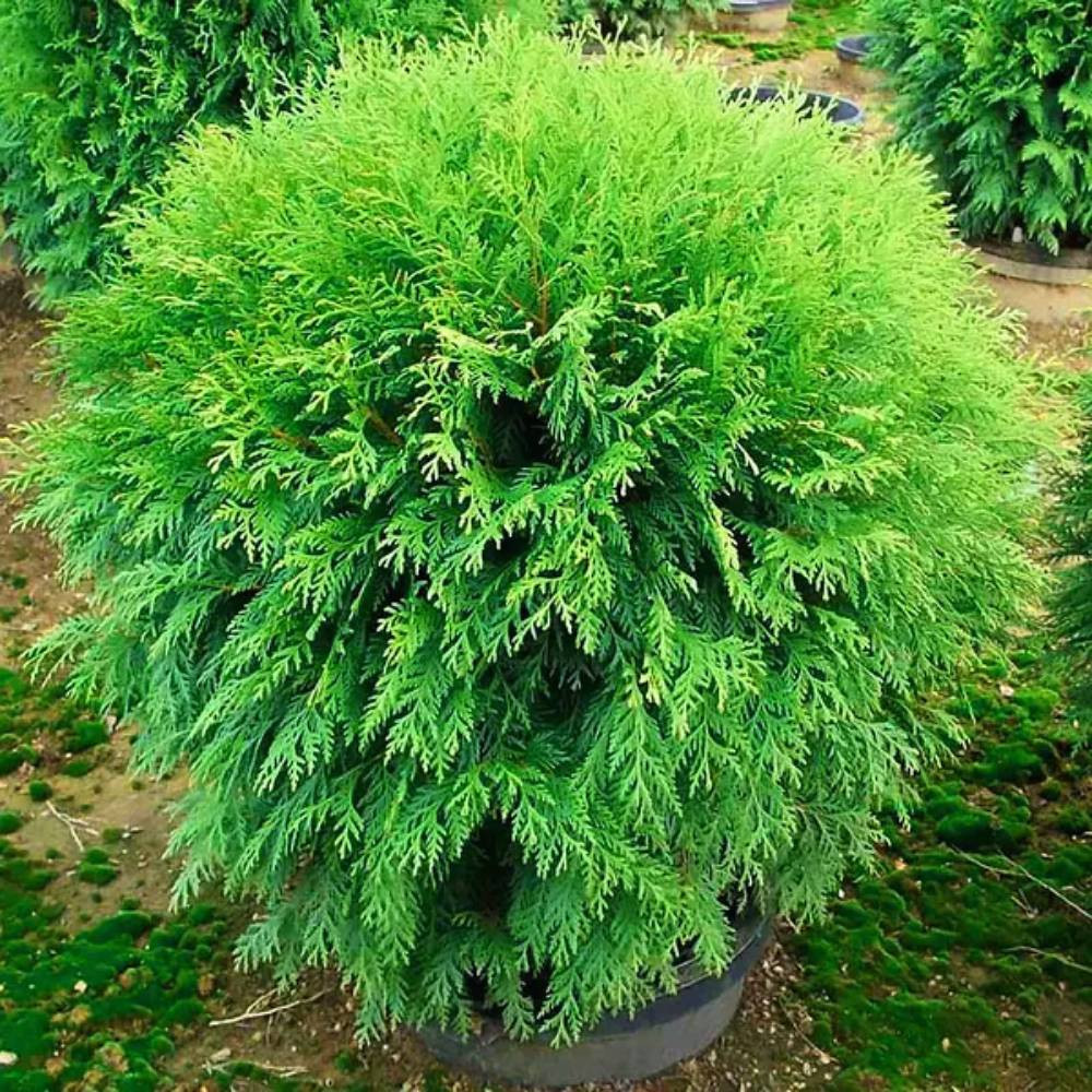 Саженцы западной туи Вудварди Черновцы - изображение 1