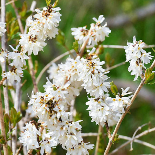 Cаджанці форзиції Абеліолистник (черенкований) - 1-річний Чернівці - фото 1