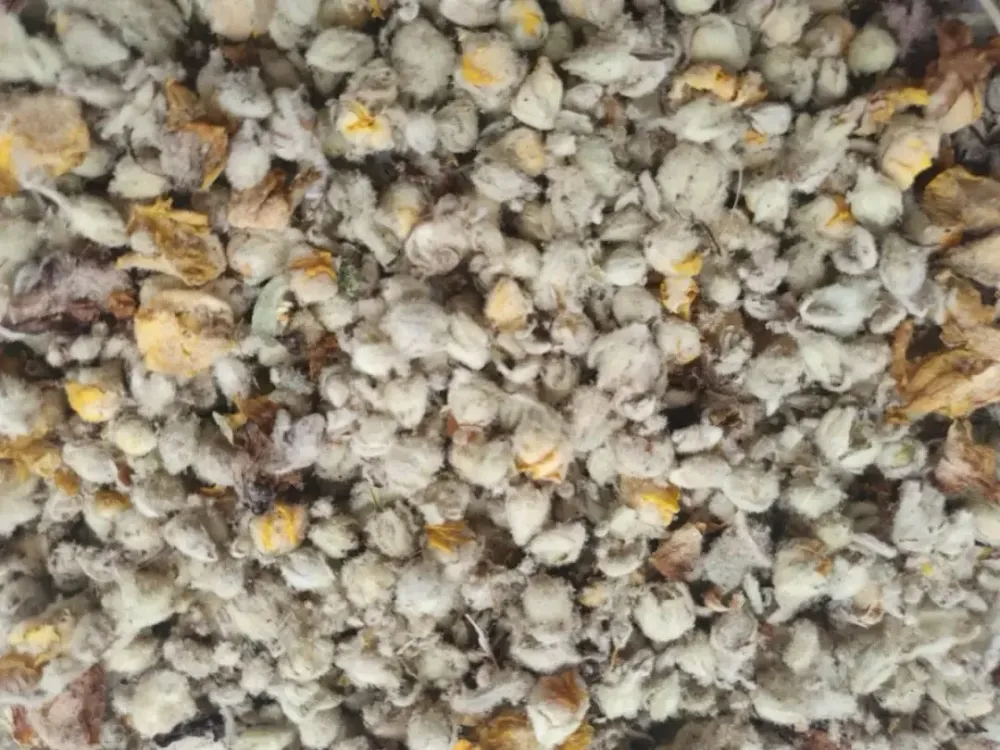 Дивина звичайна (Коровяк обыкновенный (цветки) 100г master sem Киев - изображение 1