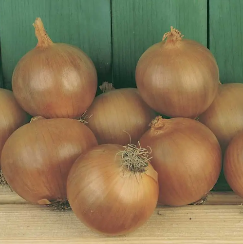 Цибуля ріпчаста Тамара F1 золотисто-коричнева 200шт Професійне насіння Житомир - фото 4