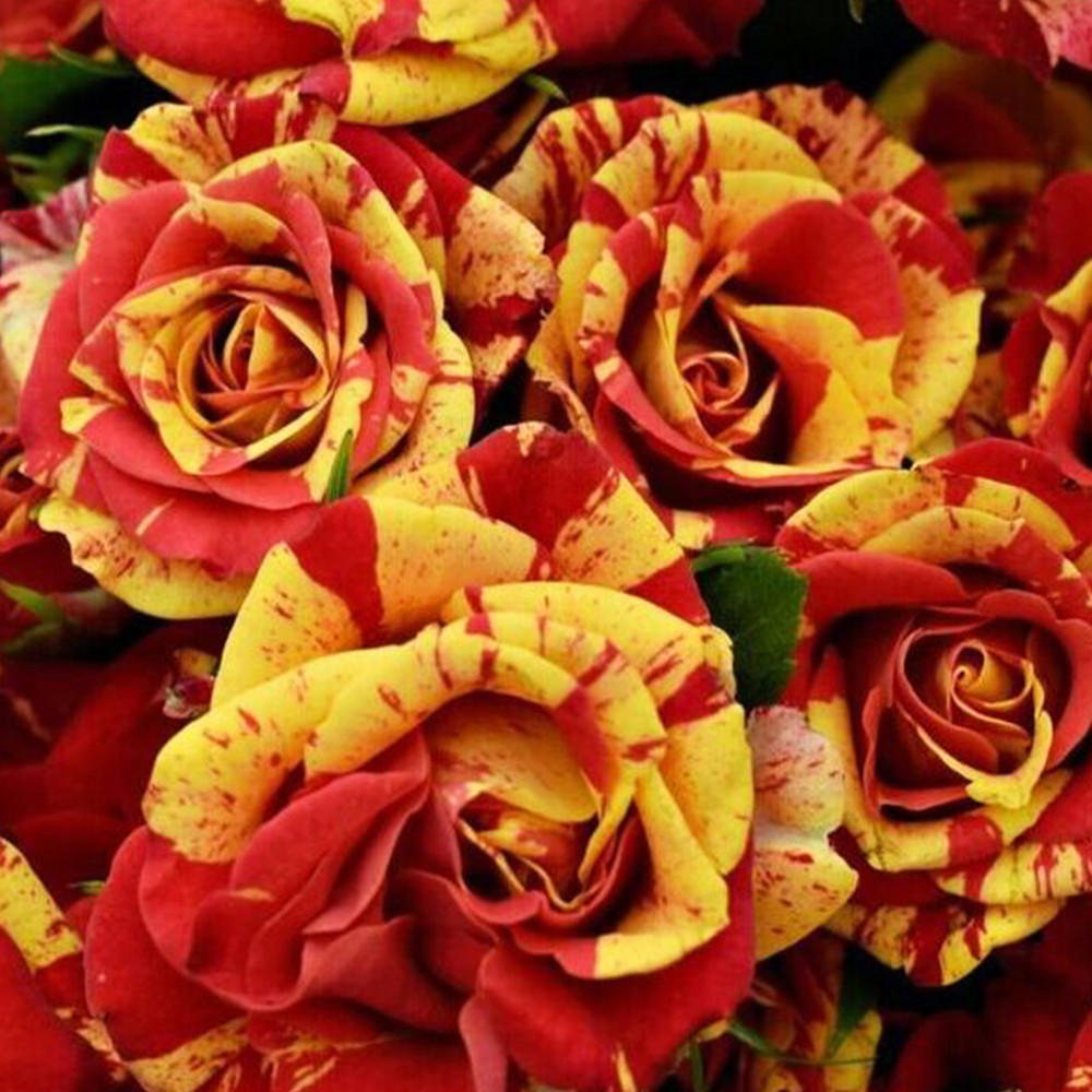 Саджанці бордюрних троянд Оранж Флеш (привитий) Чернівці - фото 2