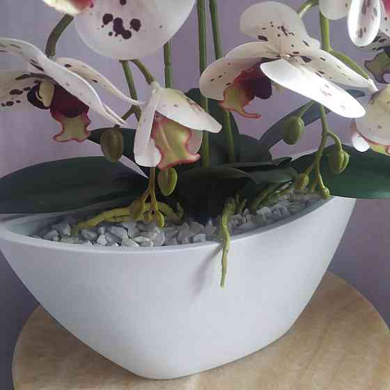 Штучна латексна орхідея VIP в керамічному кашпо на три гілки біла з бордовою крапкою. Дніпро