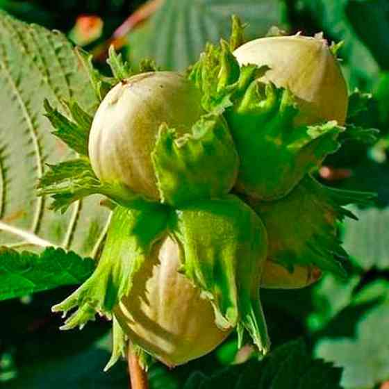 Саженцы фундука Долинский (отводок) - 4-летний Черновцы