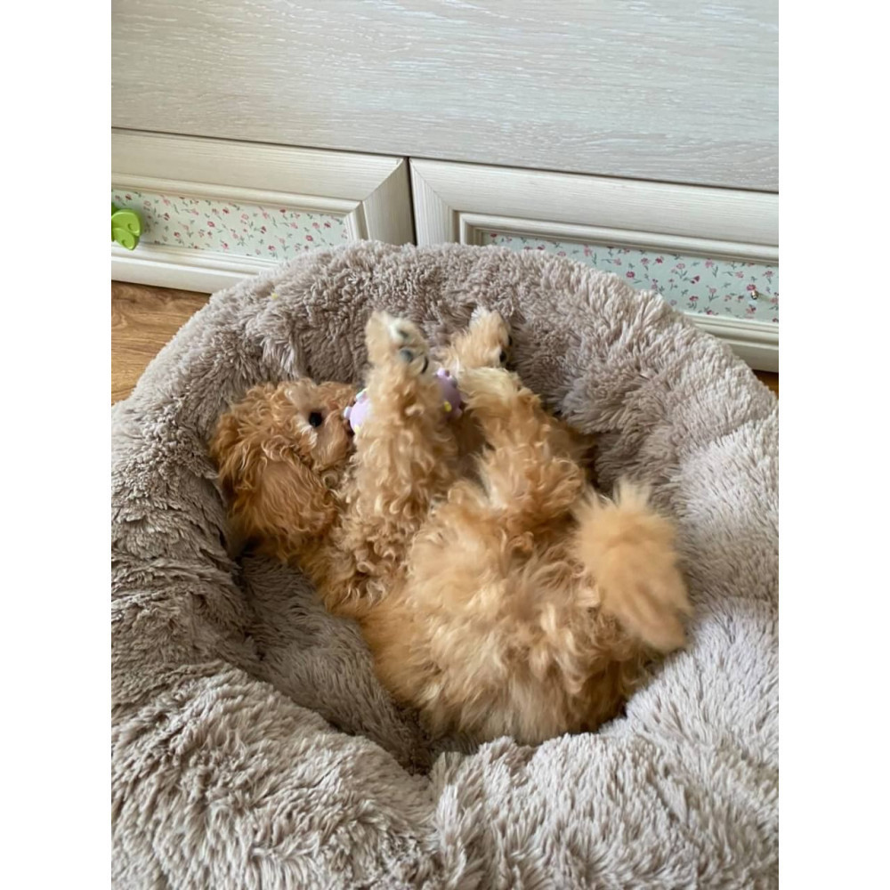 Лежанка для кішок та собак «Ворс» капучино 10049 XXL (90см) Київ - фото 4