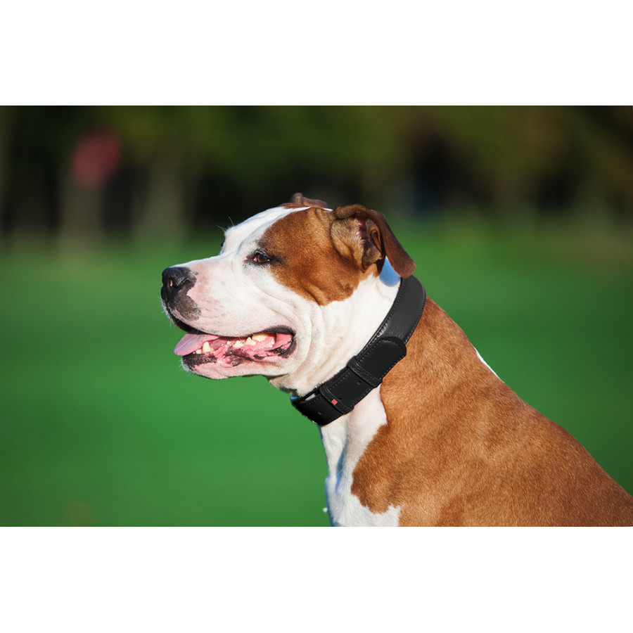 Нашийник для собак шкіряний WAUDOG Glamour з QR паспортом, без прикрас, L, Ш 25 мм, Дов 38-49 с Коломия - фото 6