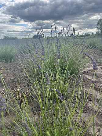 Однорічні саджанці лавандину Гроссо з відкритою кореневою системою Ірпінь