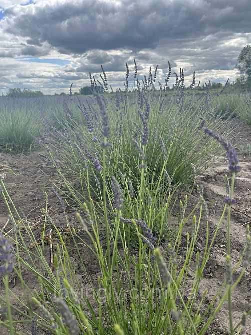 Однорічні саджанці лавандину Гроссо з відкритою кореневою системою Ірпінь - фото 6