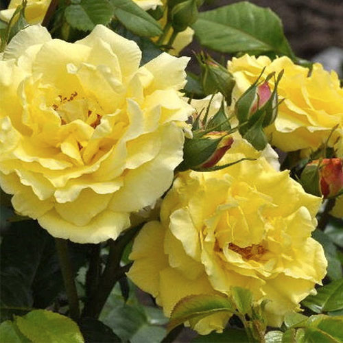 Саджанці троянд Консуела (привитий) - 2-річний Чернівці - фото 1