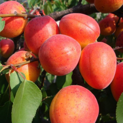 Саженцы абрикоса Лучистый (привитый) - 1-летний Черновцы - изображение 1