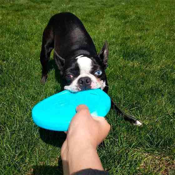 West Paw Zisc Flying Disc (Вест Пав Зиск) игрушка для собак фрисби Большой - 22 см., Оранжевый Запорожье