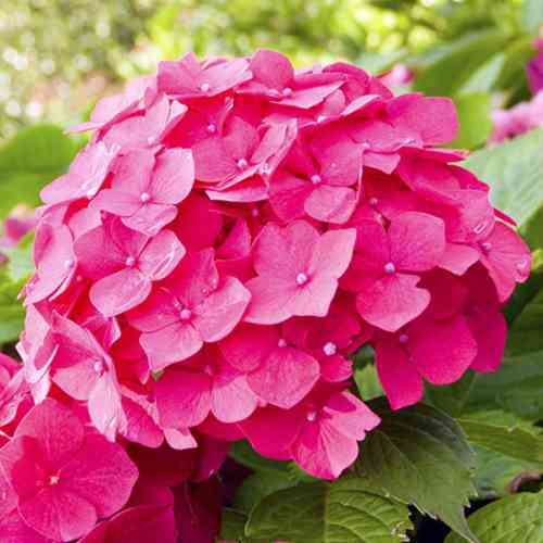 Саджанці гортензії Мася (черенкований) - 2-річний Чернівці