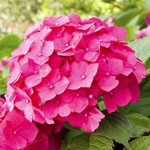 Саджанці гортензії Мася (черенкований) - 2-річний Чернівці - фото 1