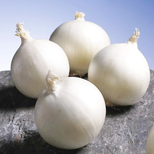 Цибуля Гледстоун біла 200шт Професійне насіння Житомир