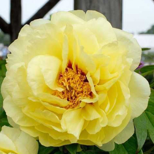 Саженцы пиона древовидного Золотой (сеянец) - 2-летний Черновцы - изображение 1