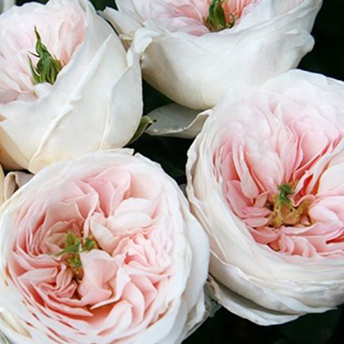 Саджанці троянд Чаріті (привитий) - 2-річний Чернівці - фото 1