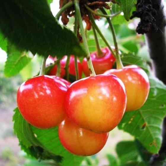 Саджанці черешні Франц Йосип (привитий) - 1-річний Чернівці