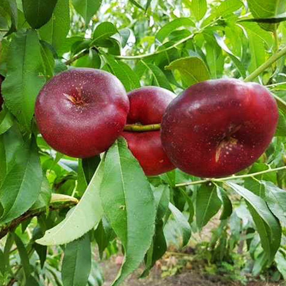 Саженцы нектарина Донат (привитый) - 2-летний Черновцы - изображение 2