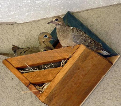 Гнездовье для птиц 