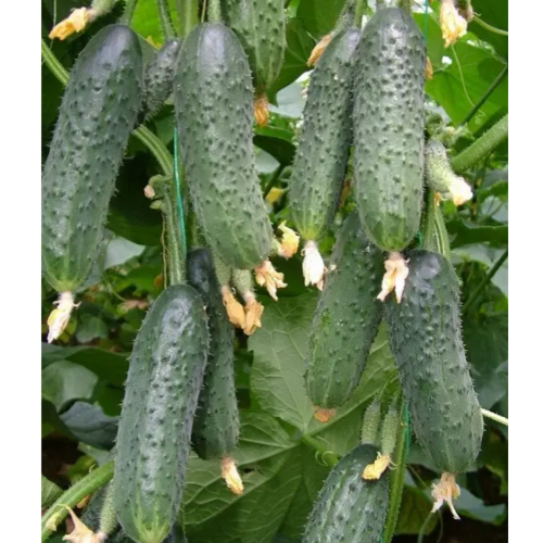 Огірок Капрікорн F1 самозапильний 10шт Професійне насіння Житомир