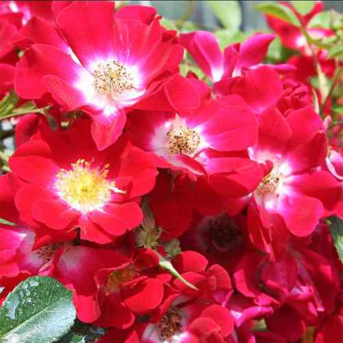 Саджанці троянд Руж Мейяндекор (привитий) - 2-річний Чернівці